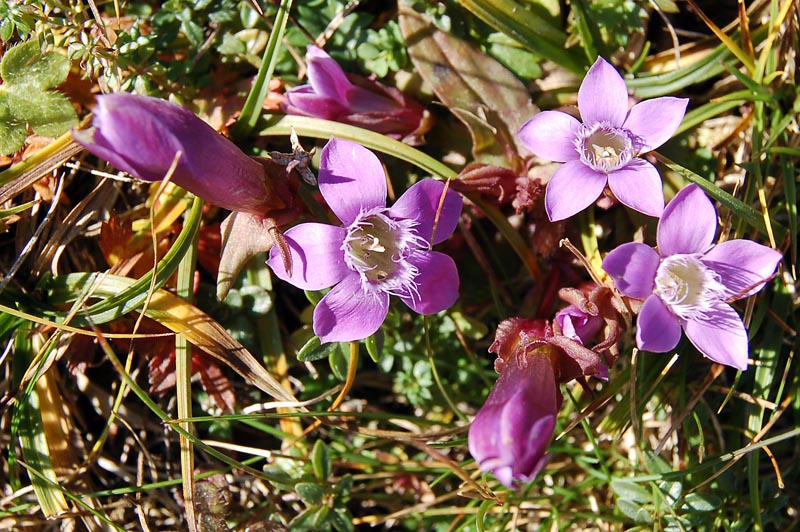 Piccole Dolomiti - Gentianella germanica